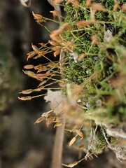 Weissia controversa controversa