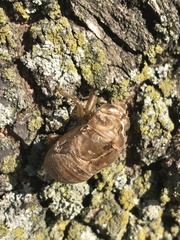 Cicadoidea
