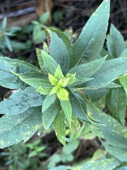 Nemorimyza posticata