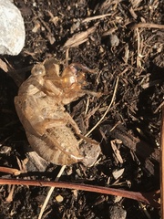 Cicadoidea
