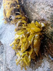 Mazzaella laminarioides