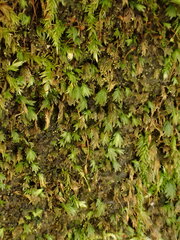 Fissidens gracilifolius