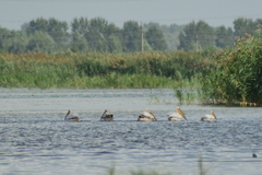 Pelecanus onocrotalus