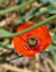 Papaver dubium stevenianum