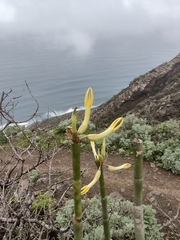 Ceropegia dichotoma subsp. dichotoma image