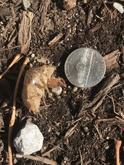 Cicadoidea