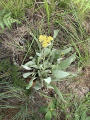 Helichrysum acutatum