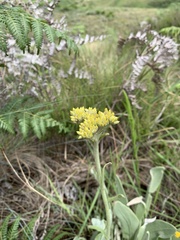 Helichrysum acutatum