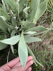 Helichrysum acutatum