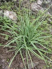 Asphodelus