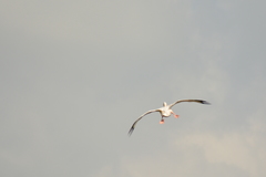 Pelecanus onocrotalus