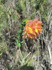 Liparia splendens splendens