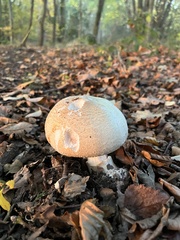 Agaricus xanthodermus