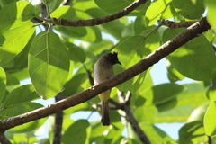 Pycnonotus barbatus layardi