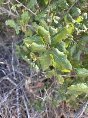 Quercus agrifolia