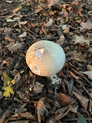 Agaricus xanthodermus
