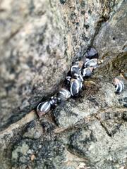 Echinolittorina peruviana