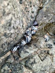 Echinolittorina peruviana