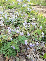 Polemonium reptans