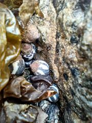 Echinolittorina peruviana