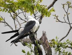 Elanoides forficatus