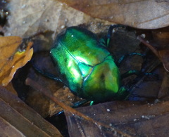 Protaetia speciosissima