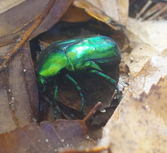 Protaetia speciosissima