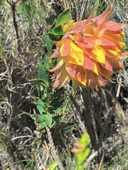 Liparia splendens splendens