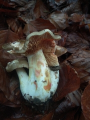 Lactarius acris