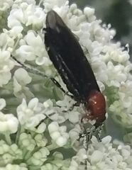 Dilophus pectoralis