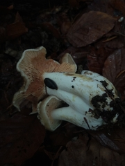 Lactarius acris