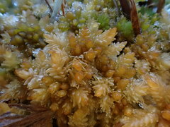 Sphagnum