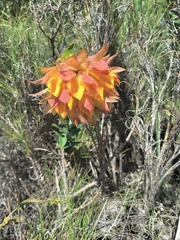 Liparia splendens splendens