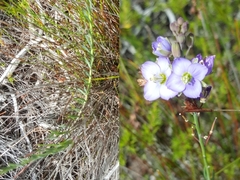 Heliophila linearis linearifolia