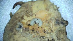 Andricus seckendorffi