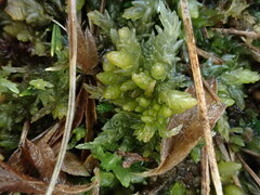 Sphagnum platyphyllum
