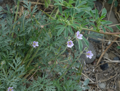 Erodium stephanianum