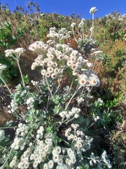 Helichrysum fruticans
