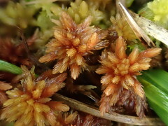 Sphagnum subnitens