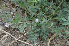 Erodium stephanianum