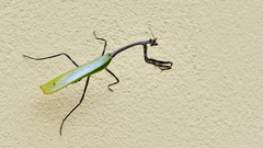 Pseudovates chlorophaea