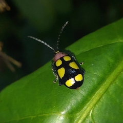 Omophoita