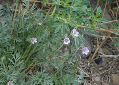 Erodium stephanianum