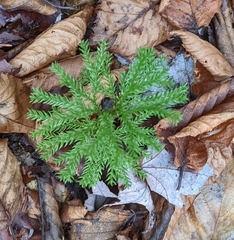 Dendrolycopodium dendroideum