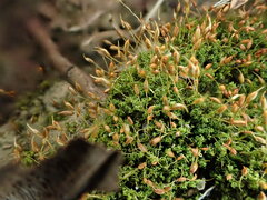 Weissia controversa controversa