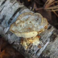 Trametes trogii