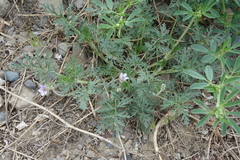 Erodium stephanianum