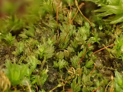 Fissidens gracilifolius