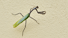 Pseudovates chlorophaea