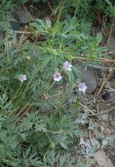 Erodium stephanianum